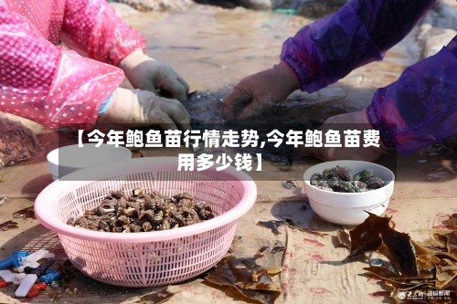【今年鲍鱼苗行情走势,今年鲍鱼苗费用多少钱】-第3张图片