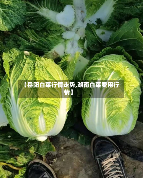 【岳阳白菜行情走势,湖南白菜费用行情】