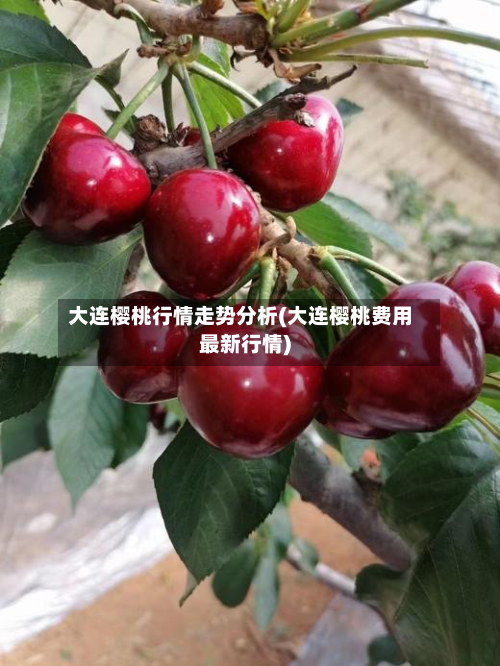 大连樱桃行情走势分析(大连樱桃费用最新行情)