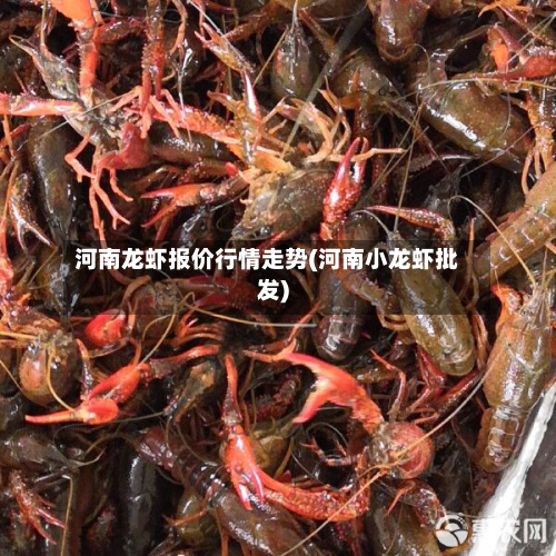 河南龙虾报价行情走势(河南小龙虾批发)-第2张图片