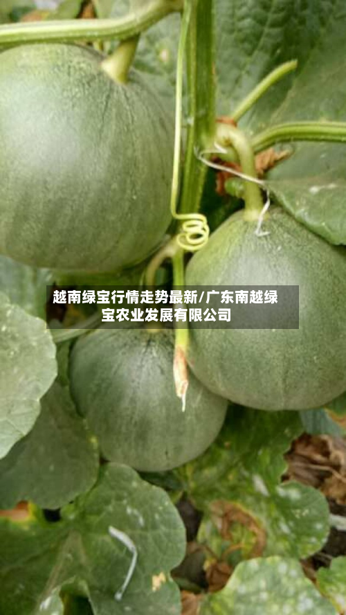 越南绿宝行情走势最新/广东南越绿宝农业发展有限公司