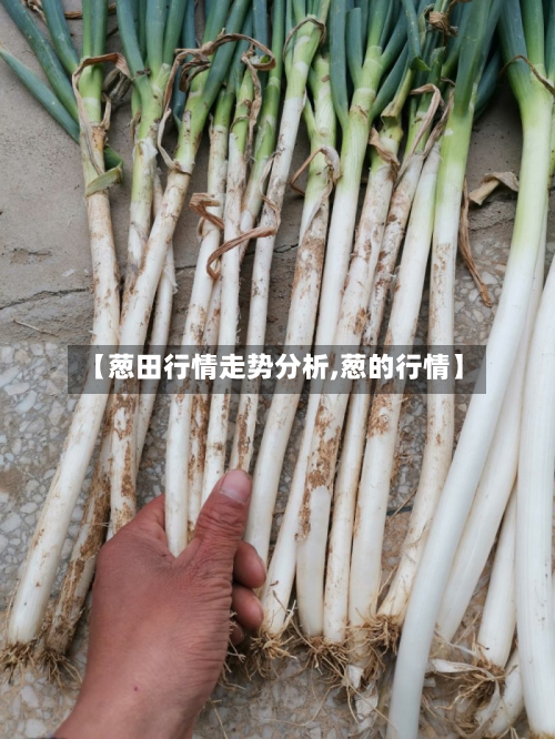 【葱田行情走势分析,葱的行情】-第3张图片