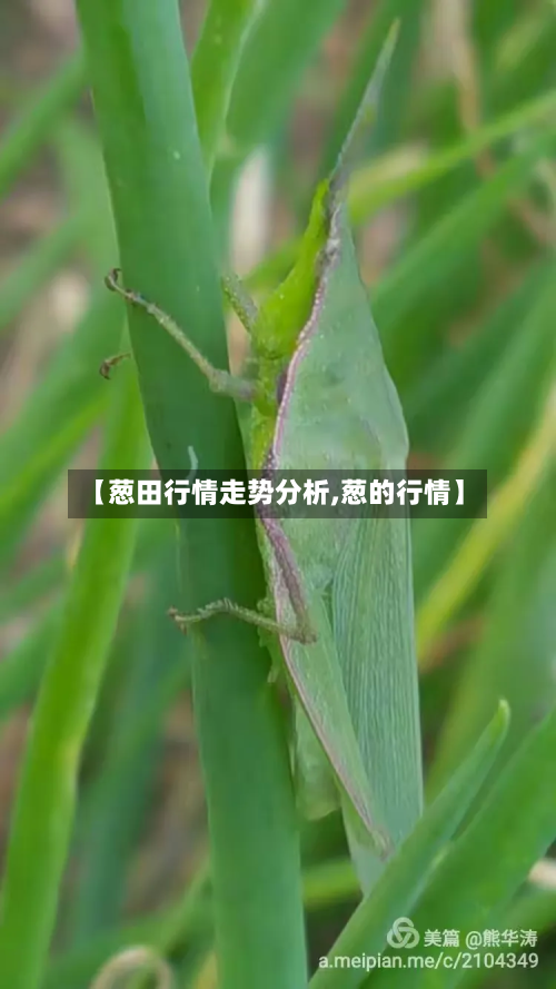 【葱田行情走势分析,葱的行情】