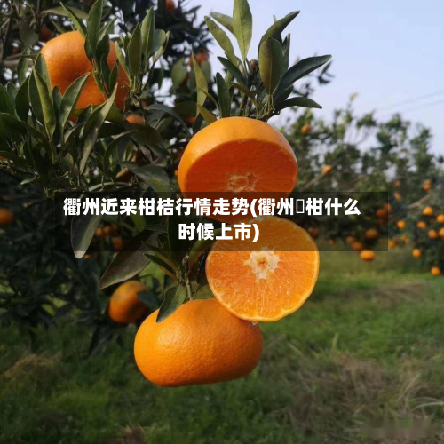 衢州近来柑桔行情走势(衢州椪柑什么时候上市)-第3张图片