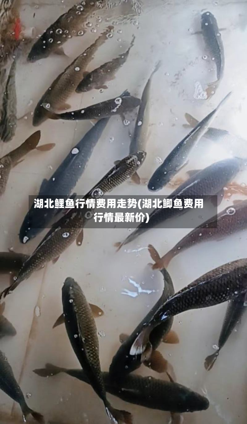 湖北鲤鱼行情费用走势(湖北鲫鱼费用行情最新价)-第3张图片
