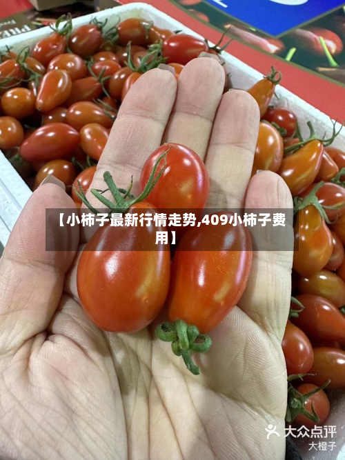 【小柿子最新行情走势,409小柿子费用】