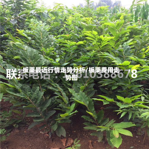 板栗最近行情走势分析/板栗费用走势图