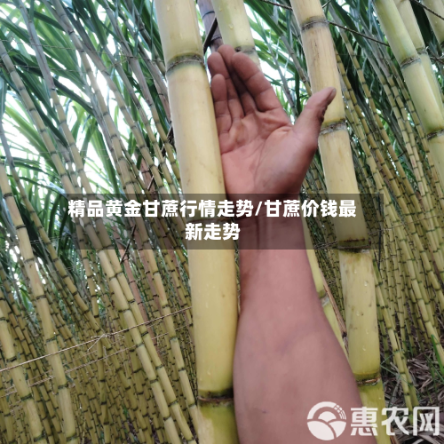 精品黄金甘蔗行情走势/甘蔗价钱最新走势-第3张图片