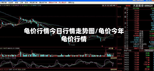 龟价行情今日行情走势图/龟价今年龟价行情
