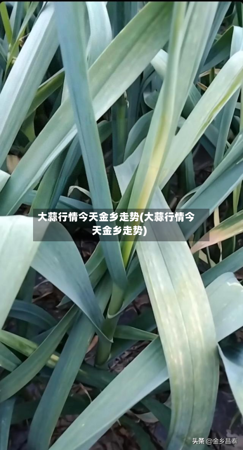 大蒜行情今天金乡走势(大蒜行情今天金乡走势)