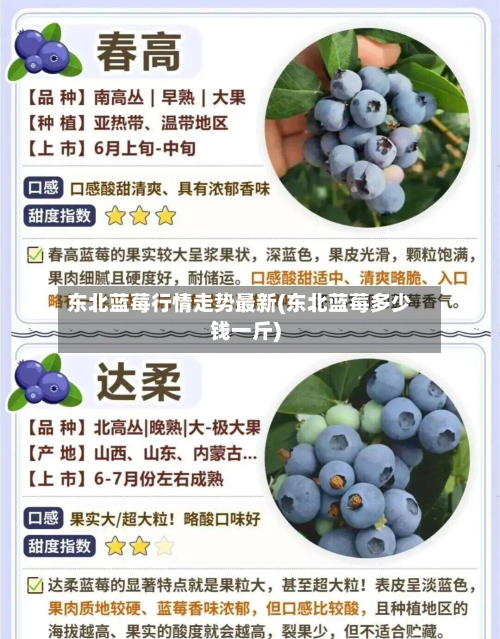 东北蓝莓行情走势最新(东北蓝莓多少钱一斤)