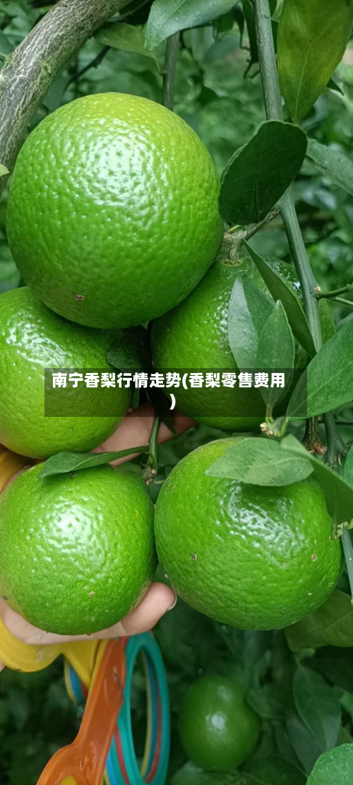 南宁香梨行情走势(香梨零售费用)-第2张图片