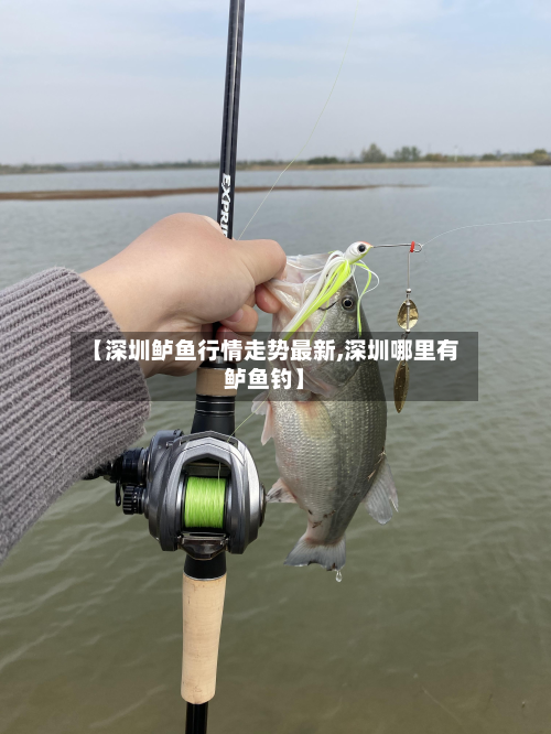 【深圳鲈鱼行情走势最新,深圳哪里有鲈鱼钓】