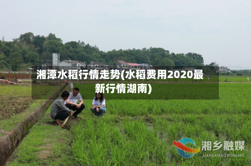 湘潭水稻行情走势(水稻费用2020最新行情湖南)-第3张图片