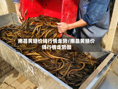 南昌黄鳝价钱行情走势/南昌黄鳝价钱行情走势图