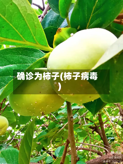 确诊为柿子(柿子病毒)