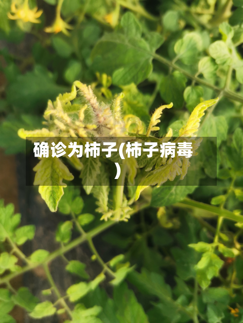 确诊为柿子(柿子病毒)-第2张图片