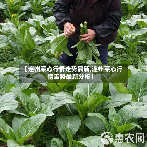 【连州菜心行情走势最新,连州菜心行情走势最新分析】
