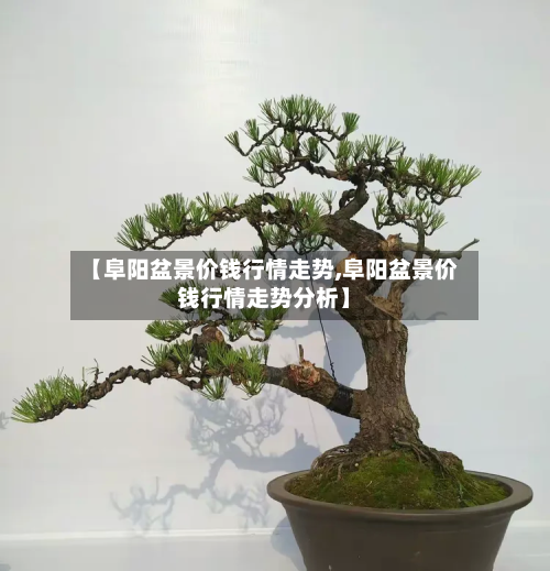 【阜阳盆景价钱行情走势,阜阳盆景价钱行情走势分析】