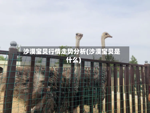 沙漠宝贝行情走势分析(沙漠宝贝是什么)