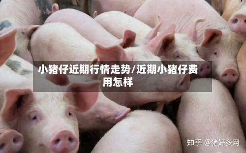 小猪仔近期行情走势/近期小猪仔费用怎样