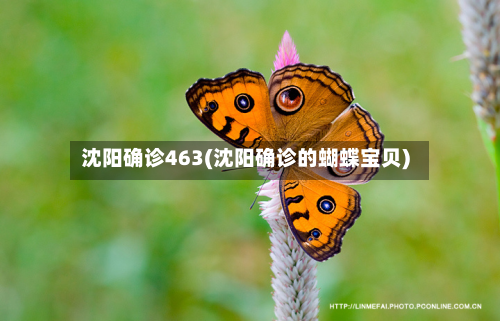 沈阳确诊463(沈阳确诊的蝴蝶宝贝)