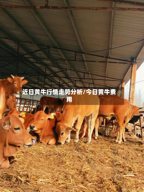 近日黄牛行情走势分析/今日黄牛费用