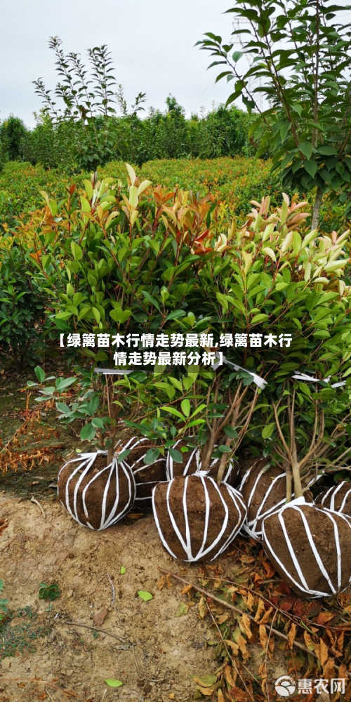 【绿篱苗木行情走势最新,绿篱苗木行情走势最新分析】