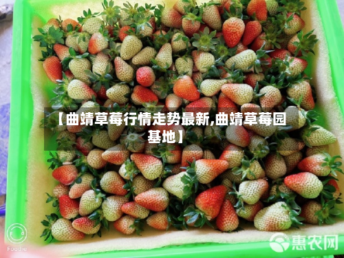 【曲靖草莓行情走势最新,曲靖草莓园基地】