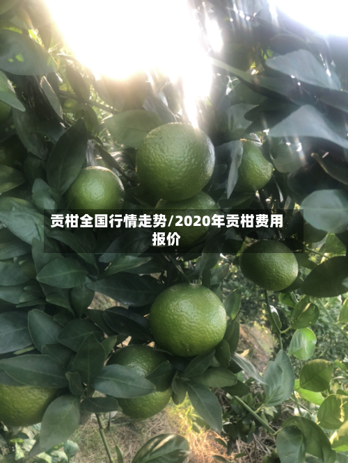 贡柑全国行情走势/2020年贡柑费用报价-第3张图片