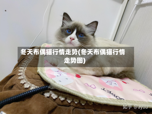 冬天布偶猫行情走势(冬天布偶猫行情走势图)-第2张图片