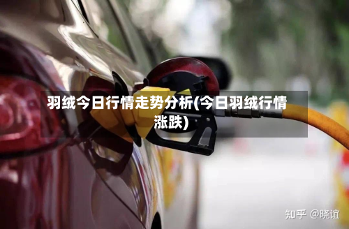 羽绒今日行情走势分析(今日羽绒行情涨跌)-第3张图片