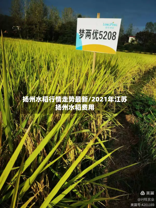 扬州水稻行情走势最新/2021年江苏扬州水稻费用-第2张图片