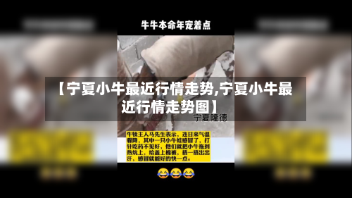 【宁夏小牛最近行情走势,宁夏小牛最近行情走势图】