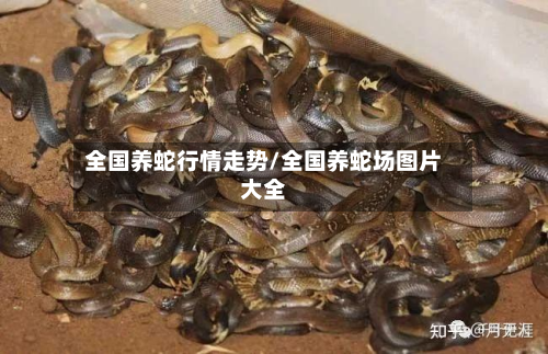 全国养蛇行情走势/全国养蛇场图片大全