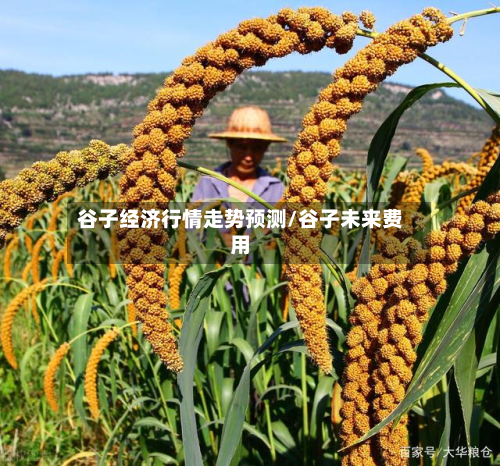 谷子经济行情走势预测/谷子未来费用-第3张图片