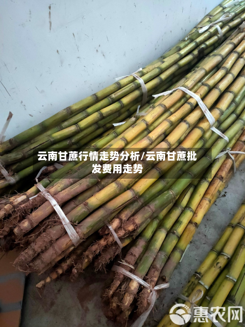 云南甘蔗行情走势分析/云南甘蔗批发费用走势