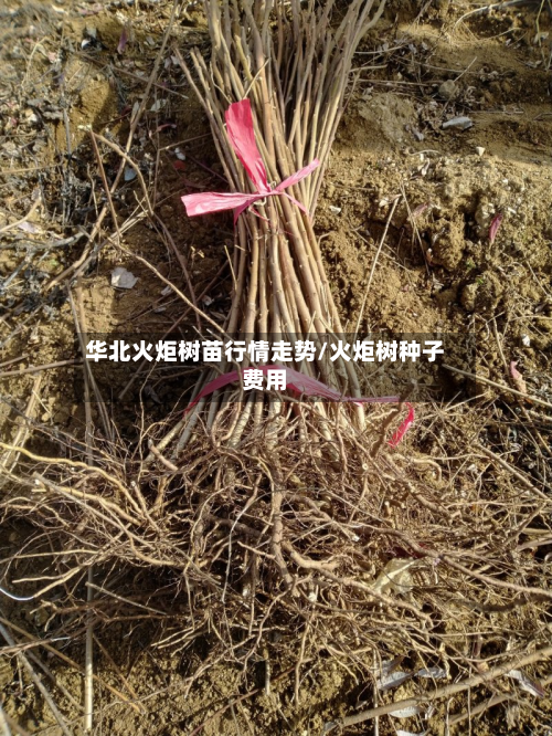 华北火炬树苗行情走势/火炬树种子费用
