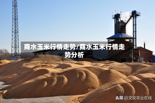 商水玉米行情走势/商水玉米行情走势分析