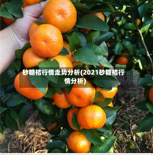 砂糖桔行情走势分析(2021砂糖桔行情分析)-第3张图片