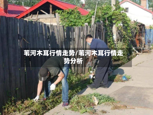 苇河木耳行情走势/苇河木耳行情走势分析-第3张图片