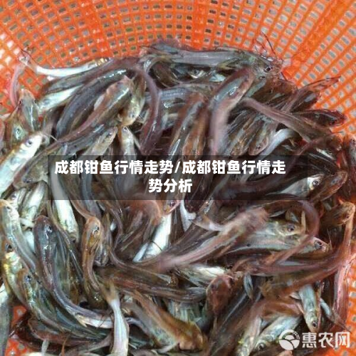 成都钳鱼行情走势/成都钳鱼行情走势分析-第3张图片
