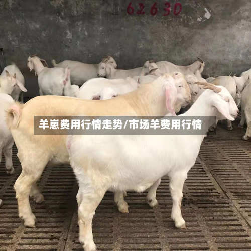 羊崽费用行情走势/市场羊费用行情