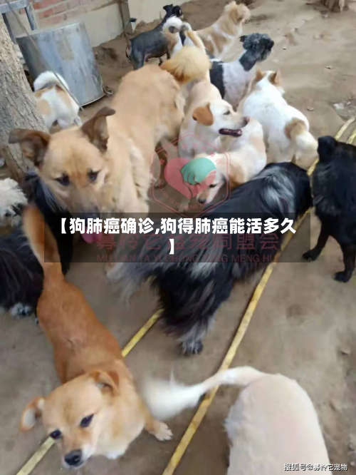【狗肺癌确诊,狗得肺癌能活多久】-第2张图片