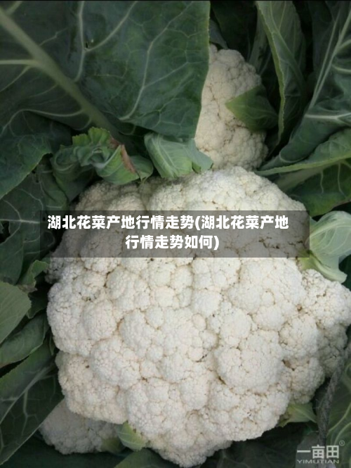 湖北花菜产地行情走势(湖北花菜产地行情走势如何)-第2张图片