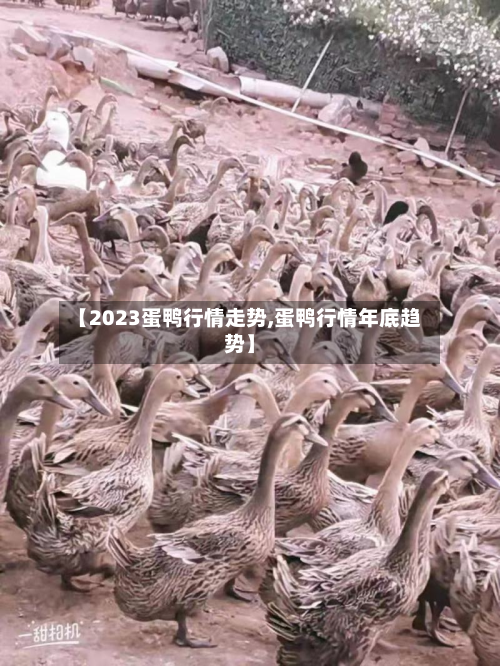 【2023蛋鸭行情走势,蛋鸭行情年底趋势】-第3张图片