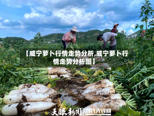 【威宁萝卜行情走势分析,威宁萝卜行情走势分析图】-第3张图片