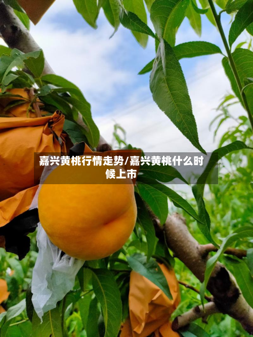 嘉兴黄桃行情走势/嘉兴黄桃什么时候上市-第3张图片
