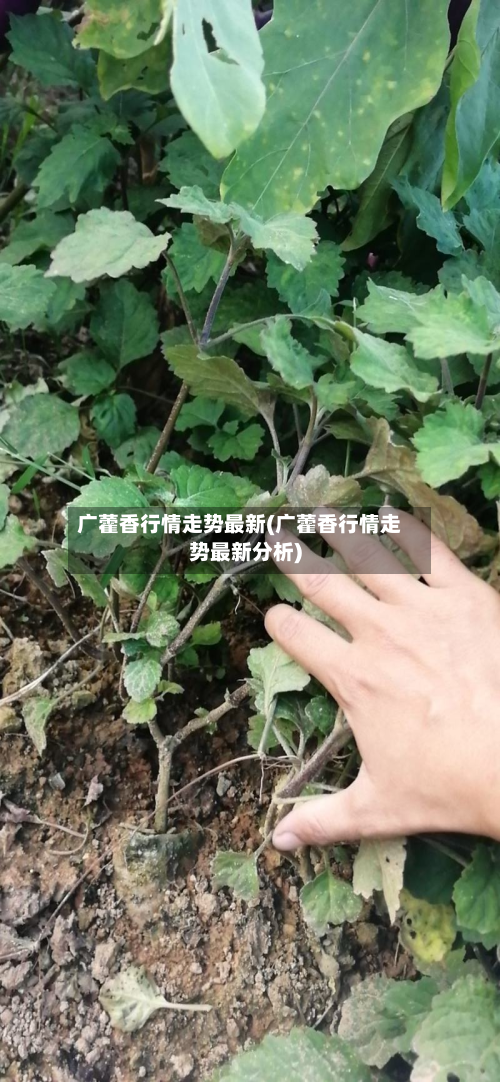 广藿香行情走势最新(广藿香行情走势最新分析)