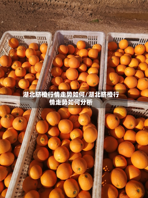 湖北脐橙行情走势如何/湖北脐橙行情走势如何分析-第2张图片